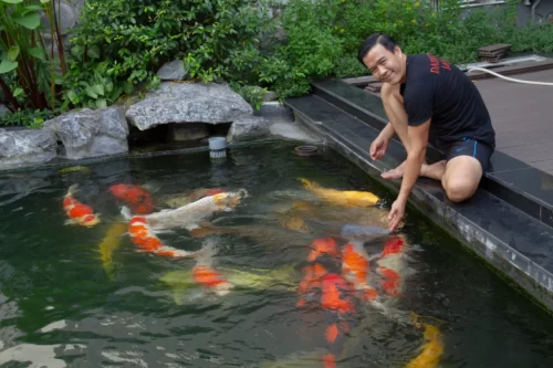Trang trại cá Koi của ông Trang trại cá Koi của ông