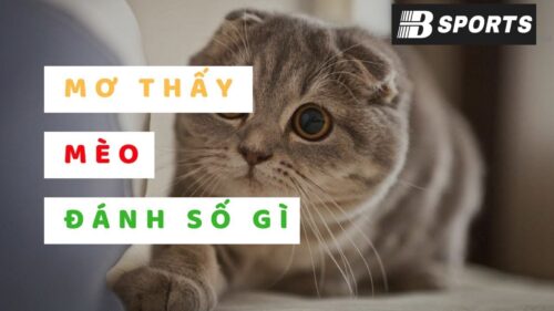 Ngủ mơ thấy mèo con đánh con gì Ngủ mơ thấy mèo con đánh con gì