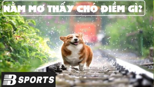 Giải mã ý nghĩa nằm mơ thấy chó hên hay xui? Giải mã ý nghĩa nằm mơ thấy chó hên hay xui?