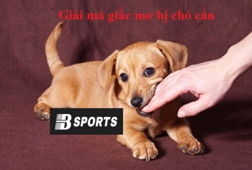 Giải mã giấc mơ bị chó cắn ý nghĩa gì Giải mã giấc mơ bị chó cắn ý nghĩa gì