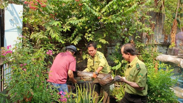 Chi cục kiểm TP.HCM đến để tiếp nhận con trăn từ người dân quận Bình Tân bàn giao Chi cục kiểm TP.HCM đến để tiếp nhận con trăn từ người dân quận Bình Tân bàn giao