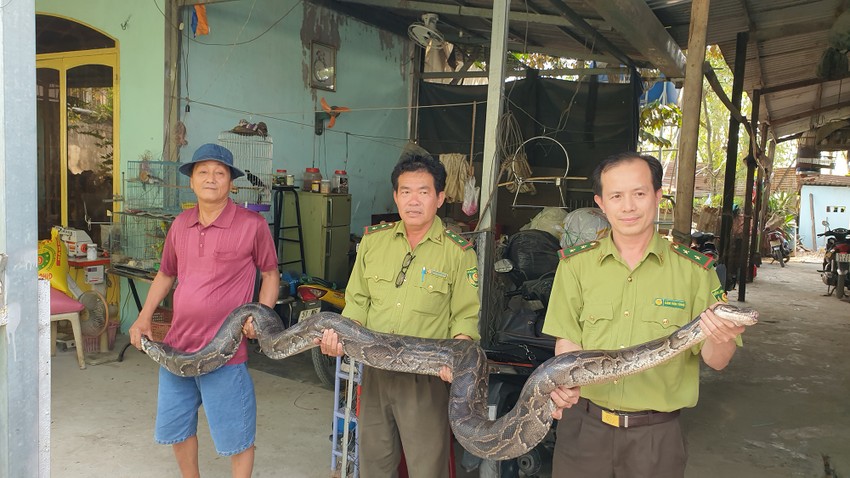 Con trăn nặng khoảng 32kg được tiêm thuốc gây mê trước khi đưa ra khỏi chuồng Con trăn nặng khoảng 32kg được tiêm thuốc gây mê trước khi đưa ra khỏi chuồng