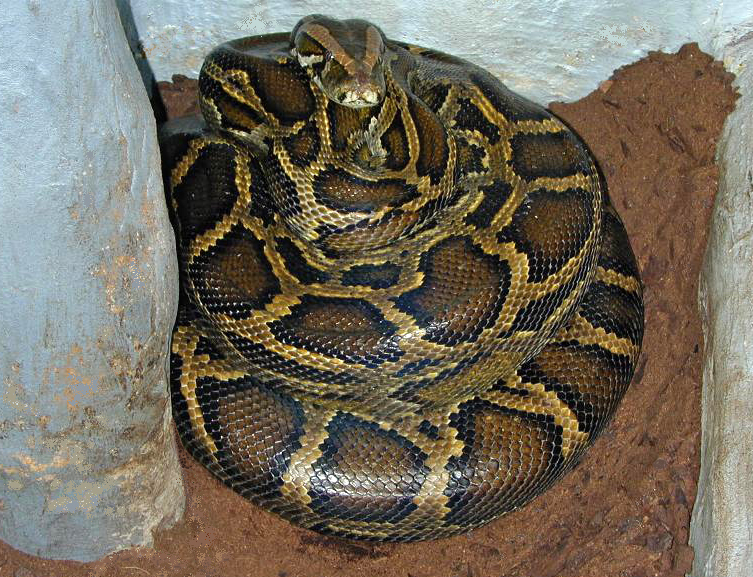 Hình ảnh về giống trăn Python Bivittatus (Miến Điện) cắn người đàn ông Hình ảnh về giống trăn Python Bivittatus (Miến Điện) cắn người đàn ông