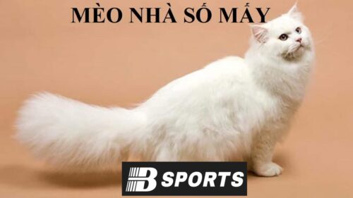 Con mèo số mấy khi nhìn thấy trong thực tế Con mèo số mấy khi nhìn thấy trong thực tế
