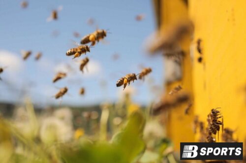 Bị chích bởi con ong số mấy, con gì dễ trúng? Bị chích bởi con ong số mấy, con gì dễ trúng?