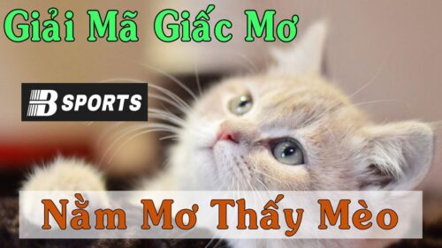 Giải mã giấc mơ thấy mèo chuẩn với Bsports Giải mã giấc mơ thấy mèo chuẩn với Bsports