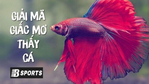 Nằm mơ thấy cá là ý nghĩa tốt hay xấu trong dân gian? Nằm mơ thấy cá là ý nghĩa tốt hay xấu trong dân gian?
