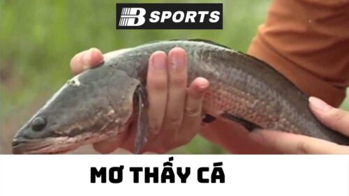 Nằm mơ thấy cá chép hóa rồng ý là sao Nằm mơ thấy cá chép hóa rồng ý là sao