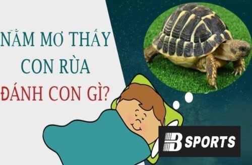 Ngủ mơ thấy rùa đánh con gì để trúng lớn? Ngủ mơ thấy rùa đánh con gì để trúng lớn?