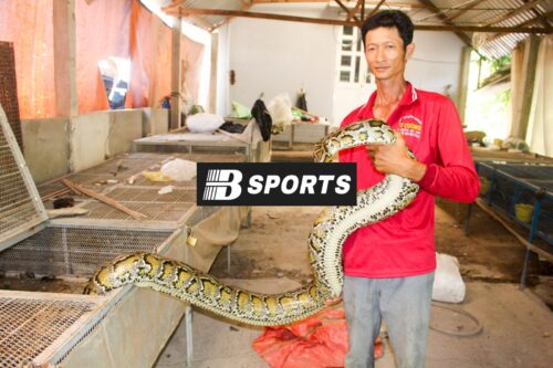 Con rắn số mấy trong sổ mơ lô đề, đâu là con số tài lộc? Con rắn số mấy trong sổ mơ lô đề, đâu là con số tài lộc?