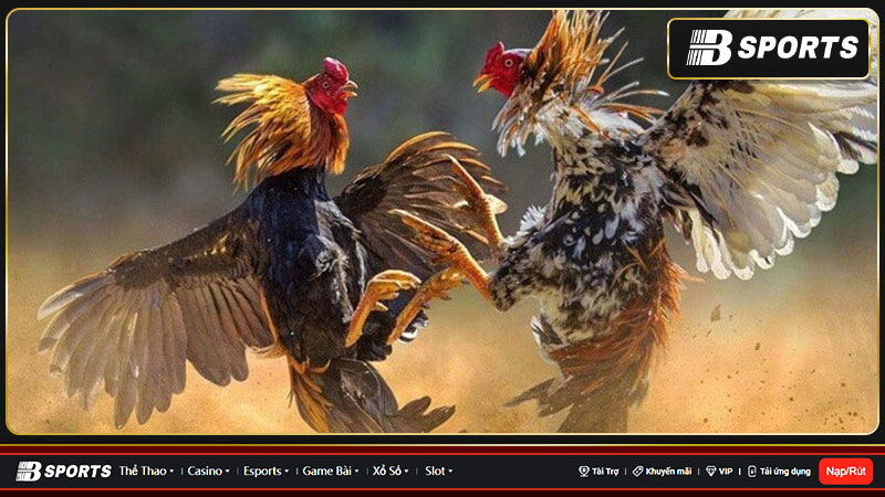 Cá cược Esports - mảng mới lạ và hấp dẫn Cá cược Esports - mảng mới lạ và hấp dẫn