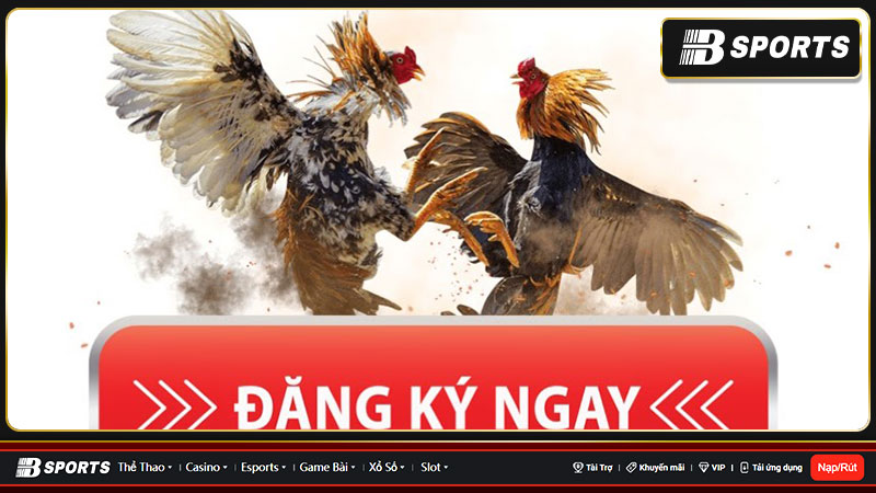 Nhà cái sv388 - Cùng bạn chinh phục mọi kèo đá gà Nhà cái sv388 - Cùng bạn chinh phục mọi kèo đá gà