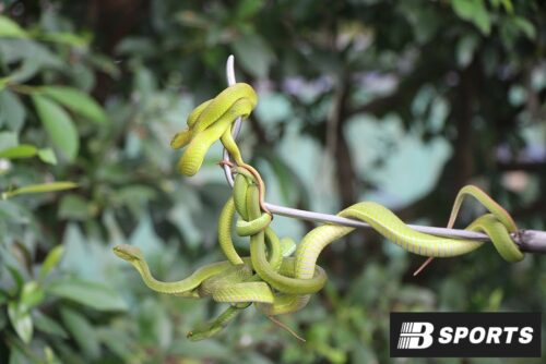Gặp rắn đánh con gì - Rắn to rắn nhỏ chung chung Gặp rắn đánh con gì - Rắn to rắn nhỏ chung chung