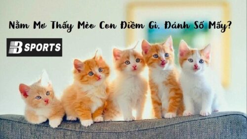 Giải mã giấc mơ thấy mèo con