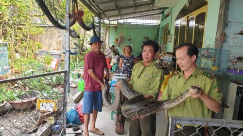 Trăn khổng lồ cắn nhầm chủ khi đang cho ăn