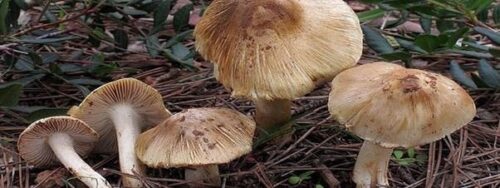 Ngộc độc nấm