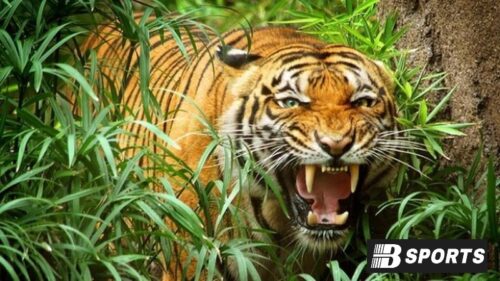 Con cọp số mấy trong sổ mơ, có phải điềm báo xui xẻo không?