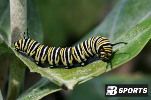 Con sâu số mấy, đánh con gì trúng lớn khi mơ thấy sâu?