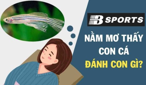 Nằm mơ thấy cá đánh con gì dễ trúng ở Bsports?