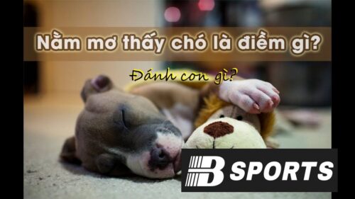 Mơ thấy chó đánh con gì trúng lớn ở Bsports?