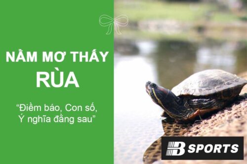 Giấc mơ thấy rùa có phải là điều tốt?