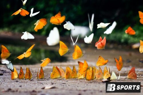 Con bướm số mấy, đánh con gì dễ trúng lớn Kết luận con bướm số mấy