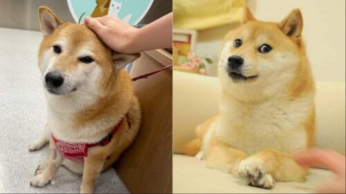 Hình ảnh chó meme đáng yêu nhất