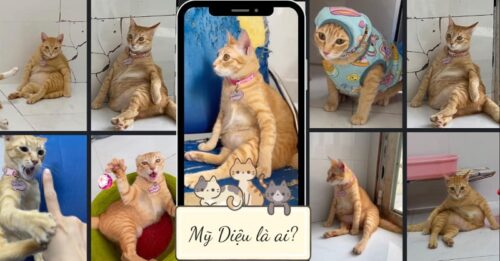 Meme mèo Mỹ Diệu Bầy Hầy viral khắp trang mạng