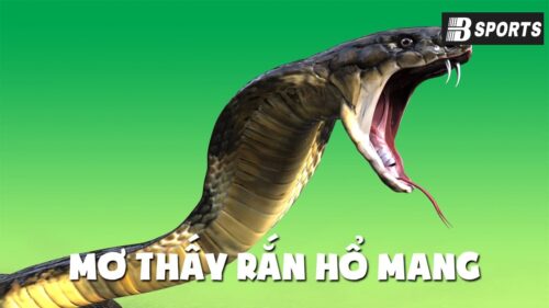 Điềm báo khi mơ thấy rắn hổ mang là xui hay hên?