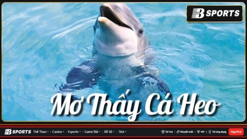 Giải mã mơ thấy cá heo