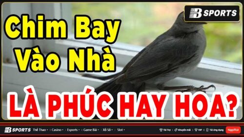 Mơ thấy con chim nhỏ bay vào nhà